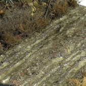 AK Interactive AK8016 TERRAINS WET GROUND - 250ml (Acrylic)