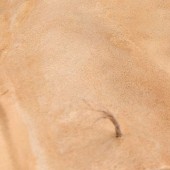 AK Interactive AK8022 TERRAINS SANDY DESERT - 250ml (Acrylic)
